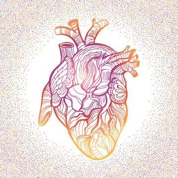 Hand drawing sketch anatomical heart. Doodle zentangle vector illustration. 