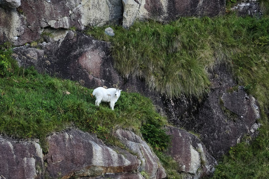 Mountain goat climbing in steep cliffs, Kenai Fjords National Park, Alaska