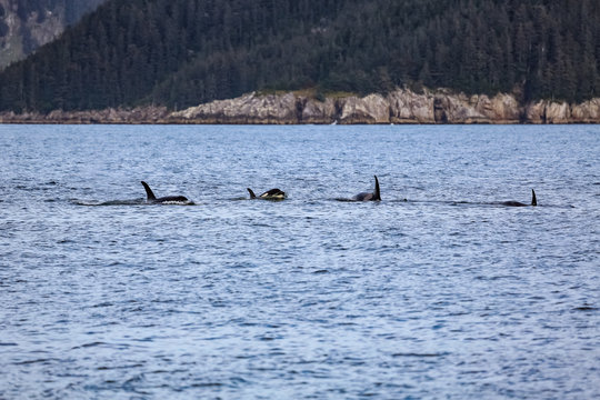Group of Orcas or Killer whales swimming on the water surface, Kenai Fjords National Park, Alaska