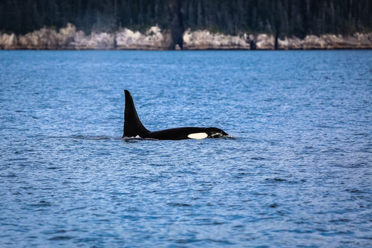 Orca swimming on the water surface, Kenai Fjords National Park, Alaska