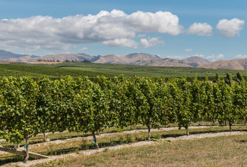 Fototapeta na wymiar New Zealand vineyards countryside