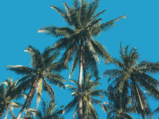 Fototapeta na wymiar Palm trees over boue sky