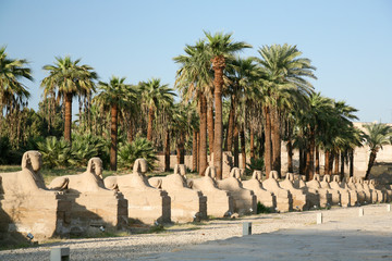 landmark sculpture of row sphinx statues human-headed with pharaoh Nekhtanebo, in avenue monument between Luxor and Karnak temples, in Thebes ancient city, Egypt, Africa
