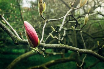 beautiful colorful new flowers pink magnolia in botanical garden