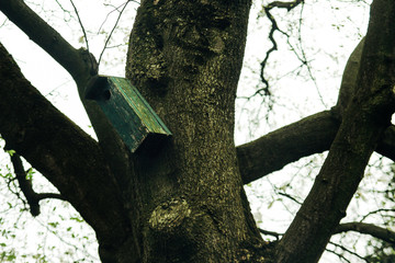 beautiful old wooden bird house on a tree in greenhouse in botan