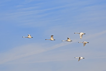 Migrating Tundra Swans in Flight