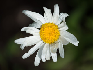 Fototapeta premium White daisy
