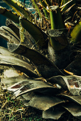 beautiful exotic plants and trees in greenhouse in botanic garde