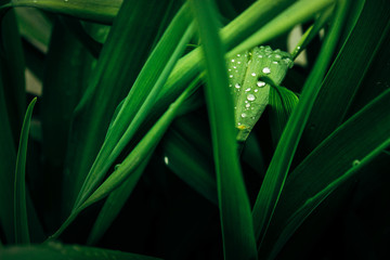 amazing beautiful drops of morning dew on fresh green leaves in