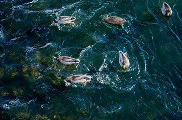Flock of wild ducks floating on lake from view top