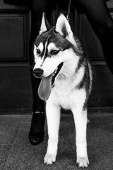 Siberian husky dog with blue eyes stands and looks ahead. City on the background.