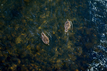 Two wild ducks floating on shallow lake