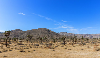 Joshua Tree National Park, California USA