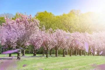 Photo sur Plexiglas Lilas Allee mit blühenden Kirschbäumen, Windspiel mit herabfallenden Blütenblättern