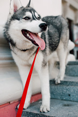 Siberian husky dog with blue eyes stands and looks ahead. City on the background.