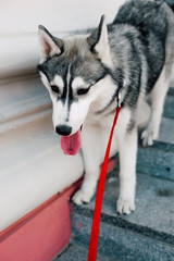 Siberian husky dog with blue eyes stands and looks ahead. City on the background.
