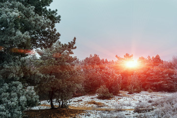 winter pine forest at sunset. winter background.