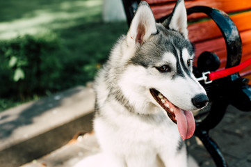 Siberian husky dog with blue eyes stands and looks ahead. City on the background.
