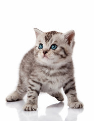 Cute little kitten. kitten with blue eyes. Kitten on a white bac