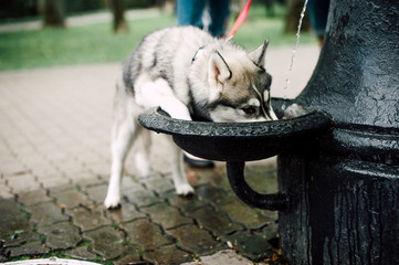 Siberian husky dog with blue eyes drinking water. City on the background.