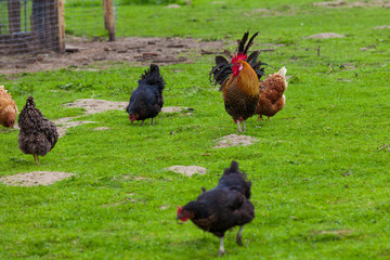 hen on the green grass. chickens, hens