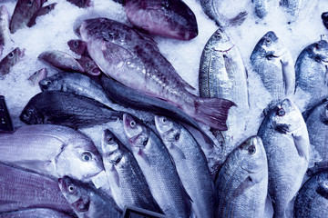 Fresh seafood. Fresh fish in the market. fresh dorada fish