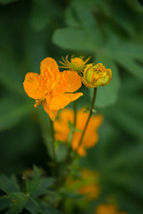 Fototapeta premium orange wildflower