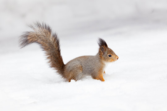 beautiful fluffy squirrel. Squirrel in the snow © EwaStudio