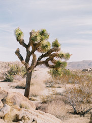 Joshua Tree