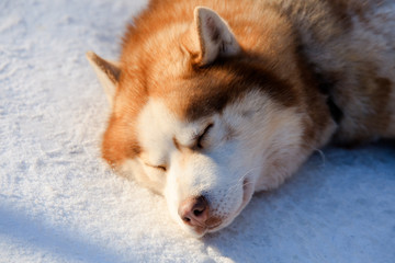 Portrait of the Siberian Husky dog brown colour in winter