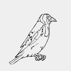 Hand-drawn pencil graphics, small bird. Engraving, stencil style.