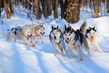 Husky dogs are pulling sledge  at sunny winter forest in Moscow, Russia. © Maria Moskvitsova