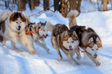 Husky dogs are pulling sledge  at sunny winter forest in Moscow, Russia.