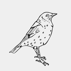 Hand-drawn pencil graphics, small bird. Engraving, stencil style.