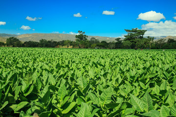 tobacco plants on field from Esteli, Nicaragua