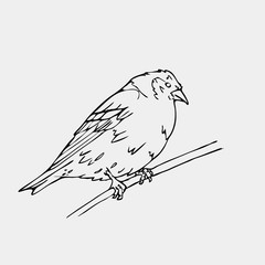 Hand-drawn pencil graphics, small bird. Engraving, stencil style.