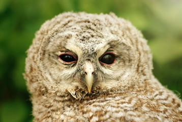 cute sweet owl with grey and brown feathers with funny look on n