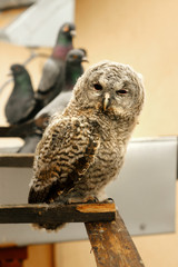 cute sweet owl with grey and brown feathers with funny look sitt