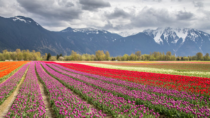 Fototapeta na wymiar Fields of tulips in the mountains of British Columbia, Canada