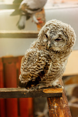cute sweet owl with grey and brown feathers with funny look sitt