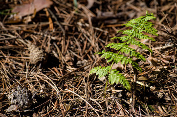 Young fern leaf in the forest