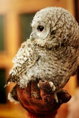 cute owl with grey and brown feathers sitting on hand with leath