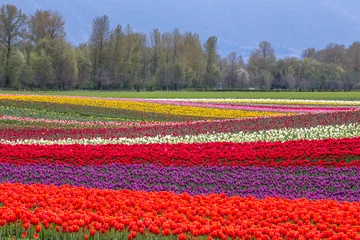  colorful rows of tulips in Agassiz, British Columbia, Canada © peteleclerc