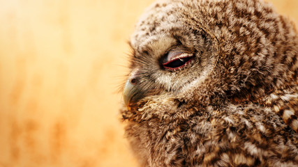 cute sweet owl with grey and brown feathers with funny look, spa