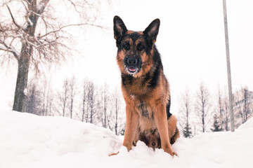 Dog german shepherd in a winter