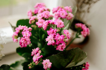 beautiful Kalanchoe home plant with lovely pink flowers on the w
