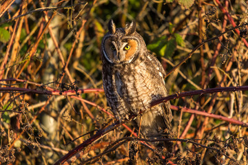 long eared owl at sunset in boundary bay, british columbia canada