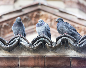 Three Pigeons in a Row