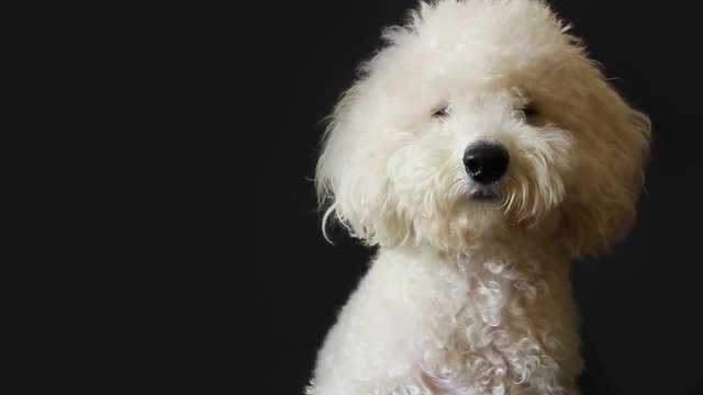white poodle dog looking in camera on gray background