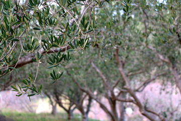 Olive tree in a field. Selective focus.

